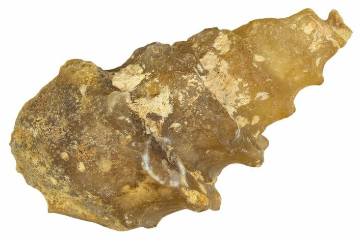 Agatized Gastropod (Cerithium?) Fossil - Morocco #338044